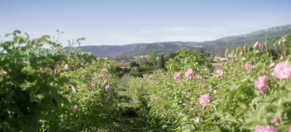 Dior The Flower of Creation video preview